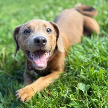 Jenna (formerly Jello) -  Labrador Retriever Dog for Adoption in New Fairfield, Connecticut - Jenna (formerly Jello) | PetCurious