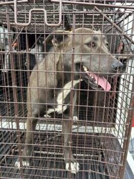 Belgian Shepherd Malinois and Mixed Breed Dogs Available for Adoption - Varang | PetCurious