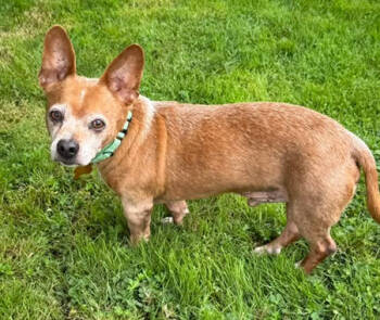 Rescue Chihuahua Dogs for Adoption in Bothell, Washington - Jameson | PetCurious