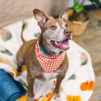 Rescue Pit Bull Terrier Dogs for Adoption in East St. Louis, Illinois - Sugar (sponsored) | PetCurious