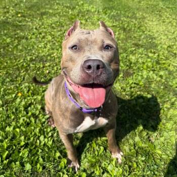 Lady Marmalade -  Mixed Breed Dog for Adoption in Bangall, New York - Lady Marmalade | PetCurious