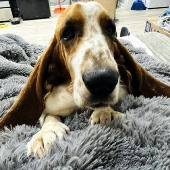 COPPER 2 -  Basset Hound Dog for Adoption in Hamilton, New Jersey - COPPER 2 | PetCurious