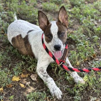 Maddie -  Australian Cattle Dog Blue Heeler and Mixed Breed Dog for Adoption in Hagerstown, Maryland - Maddie | PetCurious