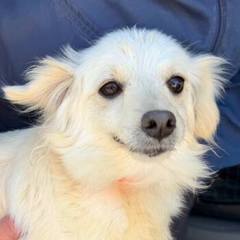 Maltese and Pomeranian Dogs Available for Adoption in Peyton, Colorado - Meadow (MR26-367) | PetCurious