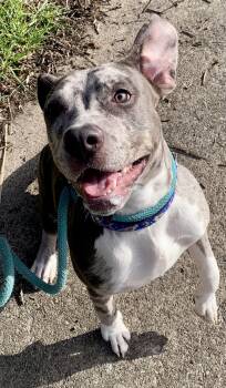 Mixed Breed Dogs Available for Adoption - Paisley  | PetCurious