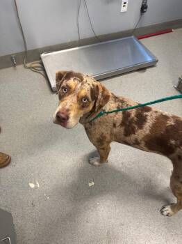 Tristan -  Catahoula Leopard Dog Dog for Adoption in Bloomington, Indiana - Tristan | PetCurious
