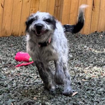 Mixed Breed Dogs Available for Adoption in Decatur, Georgia - Suki | PetCurious