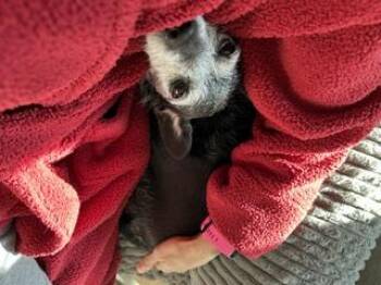 Phoebe -  Chihuahua and Papillon Dog for Adoption in Tracy, California - Phoebe | PetCurious