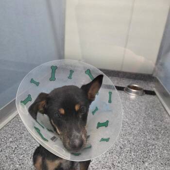 Shepherd Dogs Available for Adoption - Daisy | PetCurious