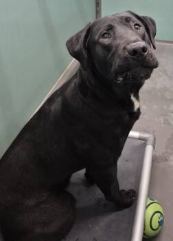 Black Labrador Retriever Dogs Available for Adoption in Butte, Montana - Hunter | PetCurious