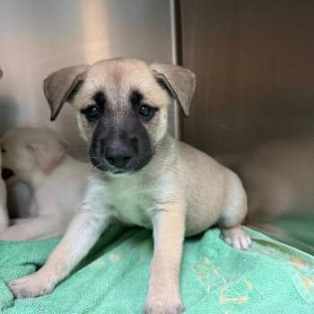 Rosita -  Labrador Retriever and Husky Dog for Adoption in Pasadena, California - Rosita | PetCurious
