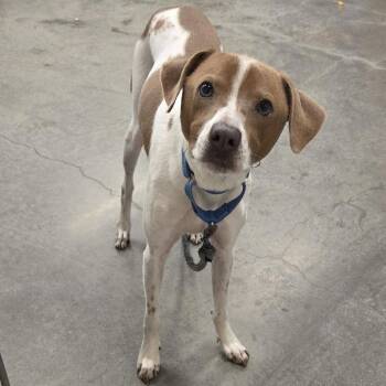 Mojito -  English Pointer and Mixed Breed Dog for Adoption in Voorhees Township, New Jersey - Mojito | PetCurious