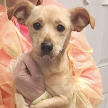 Rescue Golden Retriever Dogs for Adoption in Hollister, Missouri - Mandy | PetCurious