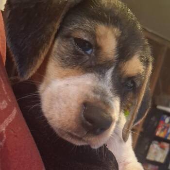 Chilli -  Hound and Mixed Breed Dog for Adoption in Corpus Christi, Texas - Chilli | PetCurious