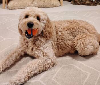 Golden Retriever and Poodle Dogs Available for Adoption - Robbie | PetCurious