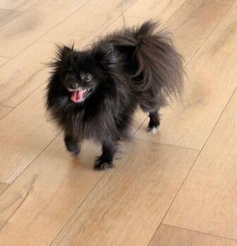 Pomeranian Dogs Available for Adoption in Henderson, Nevada - Dior | PetCurious