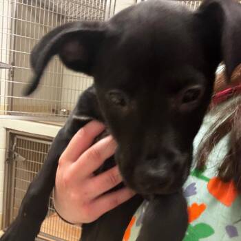 Ernie -  Mixed Breed Dog Available for Adoption in Bristol, Indiana - Ernie | PetCurious