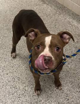 Aviana -  Pit Bull Terrier and Mixed Breed Dog for Adoption in Kansas City, Missouri - Aviana | PetCurious