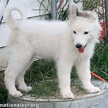Oreo in KY - Loves To Be Held -  Great Pyrenees Dog for Adoption in Beacon, New York - Oreo In KY - Loves To Be Held | PetCurious