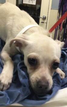 Chihuahua Dogs Available for Adoption - CUPCAKE | PetCurious