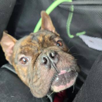 Beefy -  French Bulldog Dog for Adoption in Helena, Alabama - Beefy | PetCurious