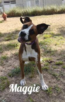 Maggie -  Boxer Dog for Adoption in Manistee, Michigan - Maggie | PetCurious
