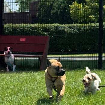 Yankee Doodle -  Mixed Breed Dog for Adoption in Wheeling, Illinois - Yankee Doodle | PetCurious