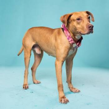 Hardy -  Pit Bull Terrier and Mixed Breed Dog for Adoption in Atlanta, Georgia - Hardy | PetCurious
