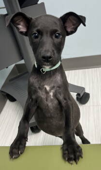 Rescue Labrador Retriever and Terrier Dogs for Adoption in Holly Springs, North Carolina - Finn - Oregon Litter | PetCurious