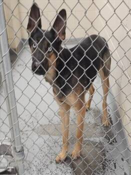 Husky and German Shepherd Dog Dogs Available for Adoption - MANDY | PetCurious