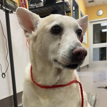 Fannie -  Spitz Dog for Adoption in Norman, Oklahoma - Fannie | PetCurious