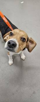 MYLO -  Beagle Dog for Adoption in Hagerstown, Maryland - MYLO | PetCurious
