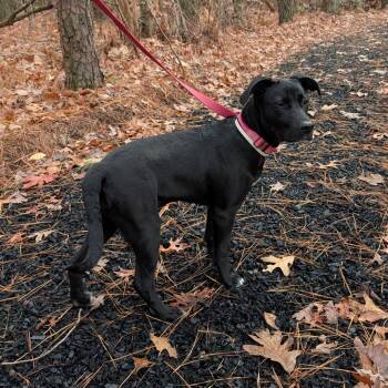 Rescue Mixed Breed Dogs for Adoption in Fredericksburg, Virginia - Roose | PetCurious