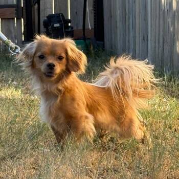 Scrappy -  Chihuahua Dog for Adoption in Cheyenne, Wyoming - Scrappy | PetCurious