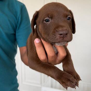 Espresso -  American Staffordshire Terrier and Great Dane Dog for Adoption in San Diego, California - Espresso | PetCurious
