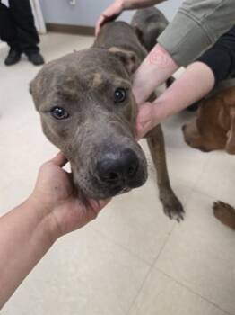 Pit Bull Terrier and Plott Hound Dogs Available for Adoption - DUKE | PetCurious
