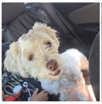 Halo -  Miniature Poodle Dog for Adoption in Phoenix, Arizona - Halo | PetCurious