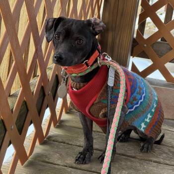 Chihuahua Dogs Available for Adoption - Cannoli | PetCurious