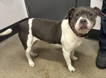 Frigga -  Pit Bull Terrier Dog for Adoption in Cleveland, Ohio - Frigga | PetCurious