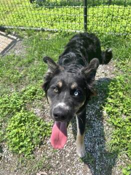 Harvey -  Mixed Breed Dog for Adoption in Scott, Louisiana - Harvey | PetCurious
