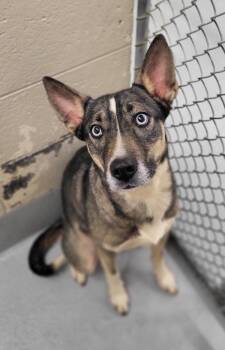 Shepherd Dogs Available for Adoption - Pen 148c Cali | PetCurious