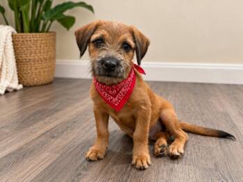 Poptart Jelly Bean Pastry -  Wirehaired Terrier and Dachshund Dog for Adoption in Friendswood, Texas - Poptart Jelly Bean Pastry | PetCurious