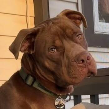 Labrador Retriever and Pit Bull Terrier Dogs Available for Adoption in Cedar Mountain, North Carolina - Buddy (Courtesy Post)  | PetCurious