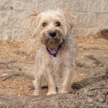 Mixed Breed Dogs Available for Adoption in Philadelphia, Pennsylvania - Mr. Sincere | PetCurious