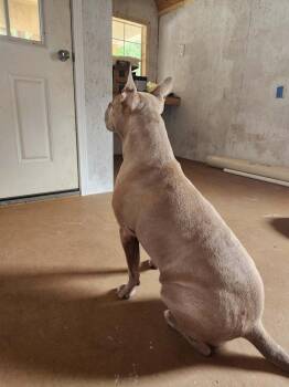 Gizzy -  Bull Terrier Dog for Adoption in Troy, Alabama - Gizzy | PetCurious