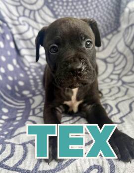 Tex -  Boxer and Pit Bull Terrier Dog for Adoption in Shalimar, Florida - Tex | PetCurious