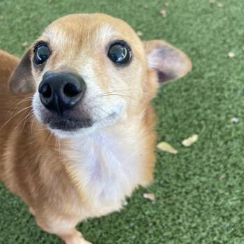 Stuart -  Chihuahua Dog for Adoption in Raleigh, North Carolina - Stuart | PetCurious