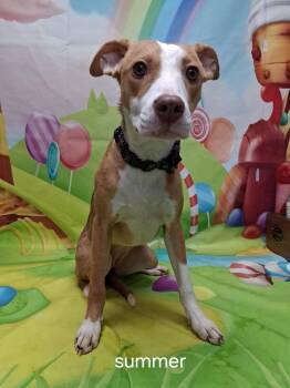 Mixed Breed Dogs Available for Adoption in Urbana, Ohio - Summer | PetCurious
