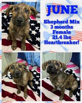 June -  Shepherd Dog for Adoption in Newport, Kentucky - June | PetCurious