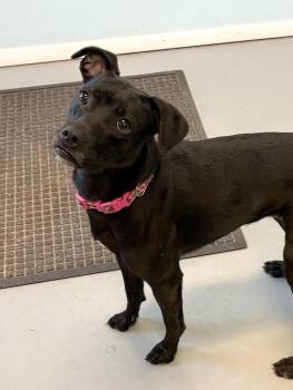 Izzy -  Mixed Breed Dog for Adoption in Big Rapids, Michigan - Izzy | PetCurious